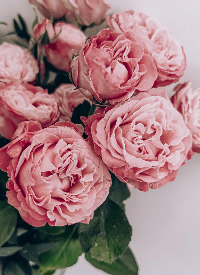 Pink roses from our Newcastle flower shop Pink roses from our Newcastle flower shop