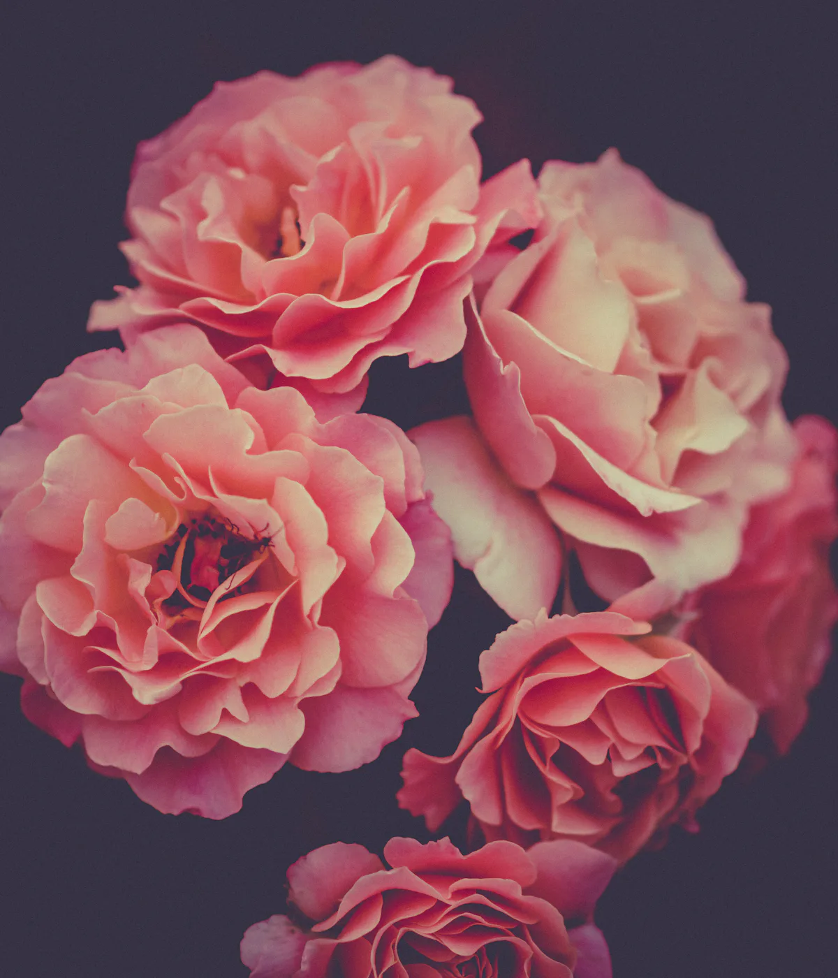 Heaton flower delivery pink roses Pink rose bouquet for flower delivery in Heaton