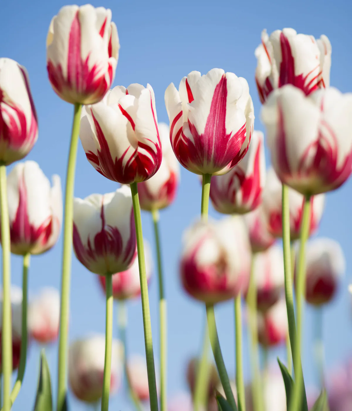 Ouseburn flower delivery tulips Pink and white tulips for flower delivery in Ouseburn