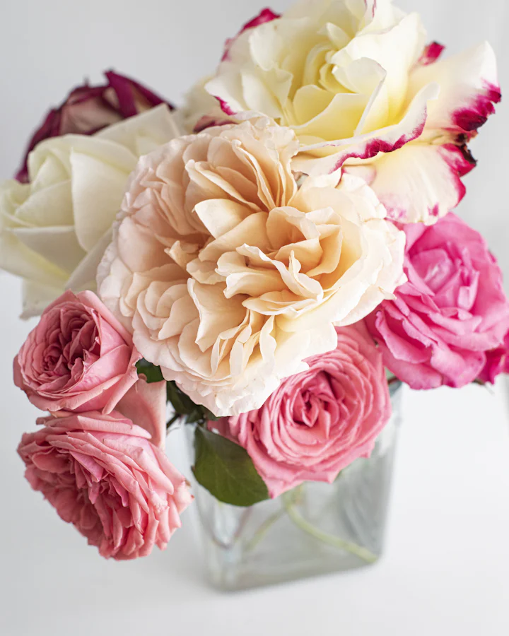 Freshly cut peach roses checked by hand