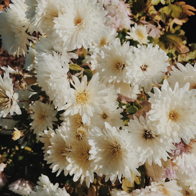Gosforth florist white chrysanthemums White chrysanthemums from our Gosforth florist range