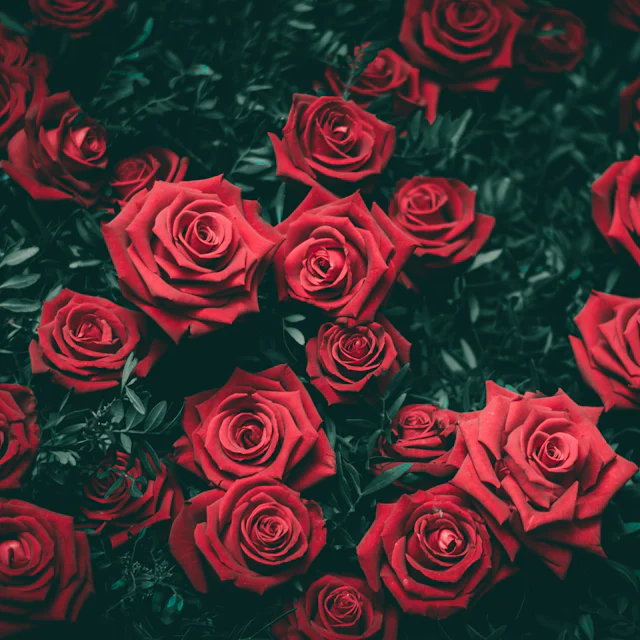 Heaton florist red roses Deep red roses delivered by our Heaton florists