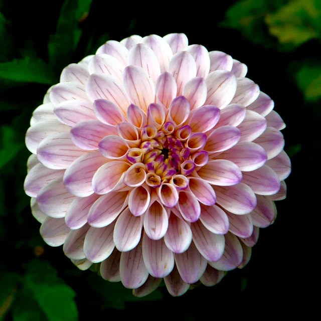 Fresh pink dahlia from our Jesmond flower deliveries