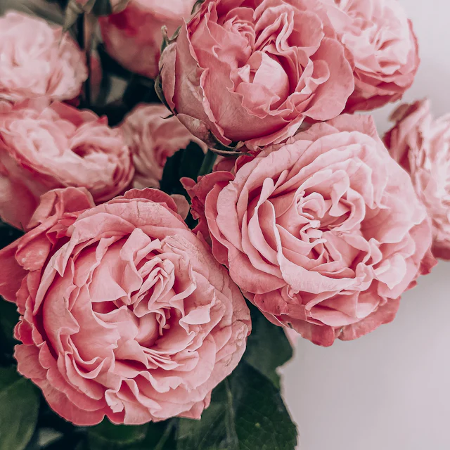 Ouseburn florist pink garden roses Pink garden roses delivered by our Ouseburn florists